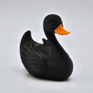 Black Swan Duck